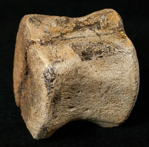 Hadrosaurid Caudal Vertebrae (Tail Bone) #15272